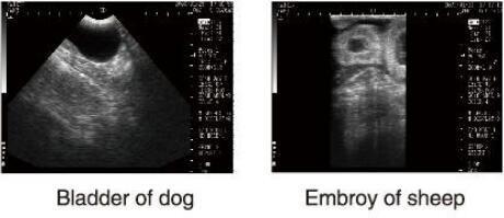 진단 초음파 장비 동물과 100개의 이미지 저장을 위한 OB 소프트웨어를 가진 수의 초음파 스캐너