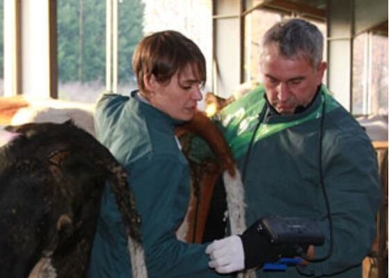 디지털 수의학 초음파 스캐너